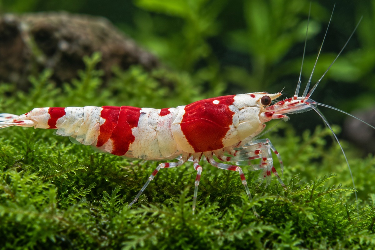Crevette Neocaridina rouge et guppy